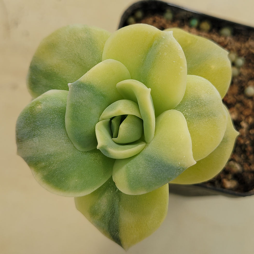 Thumbnail: Echeveria Lovely Rose variegated 