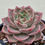 Thumbnail: Echeveria Jerry 