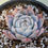 Thumbnail: Echeveria Blue Bird White variegated 