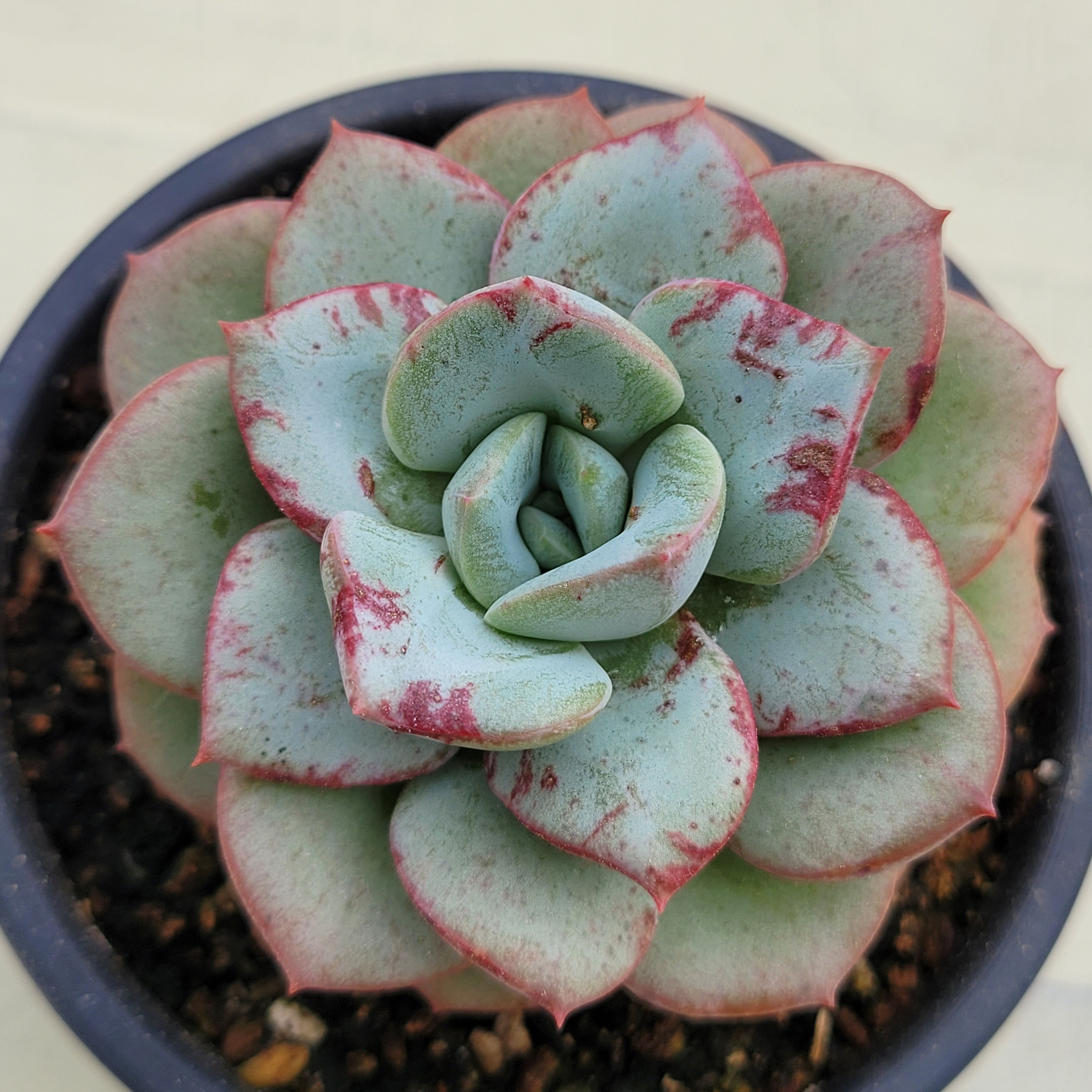 Echeveria Blue Velvet 