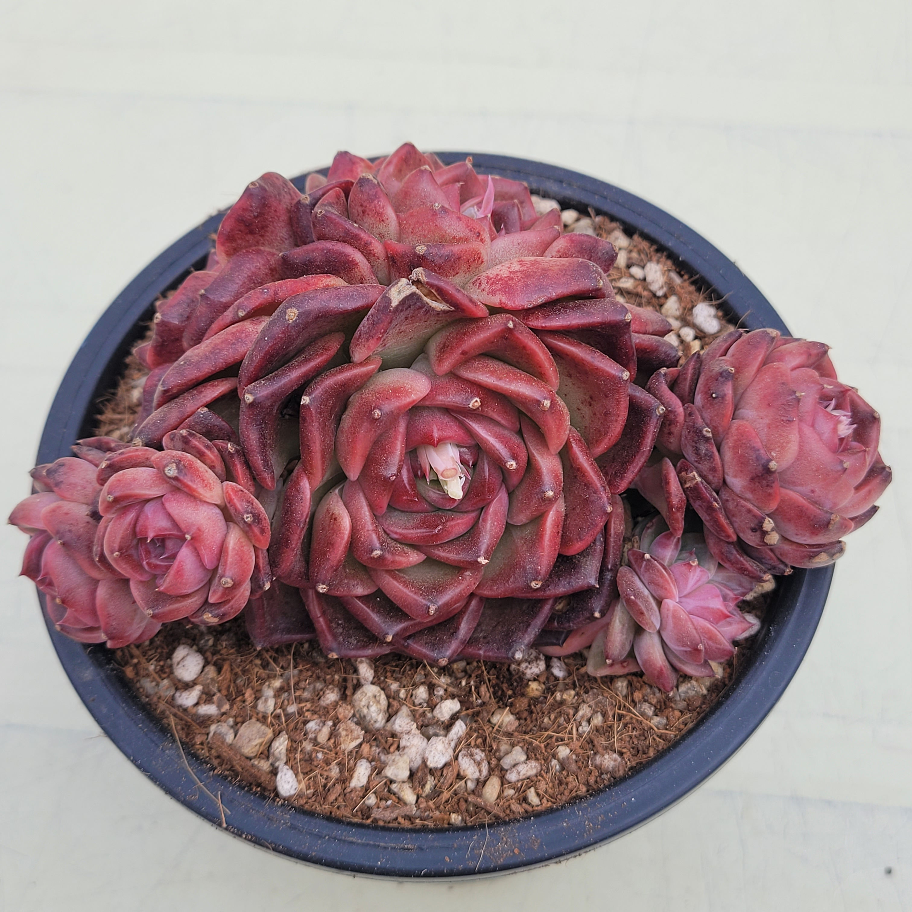 Echeveria Mocha cluster 