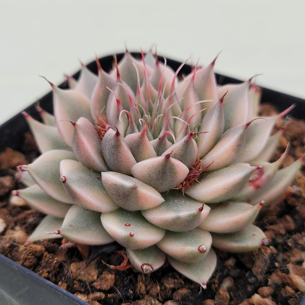 Thumbnail: Graptoveria Silverstar variegated 