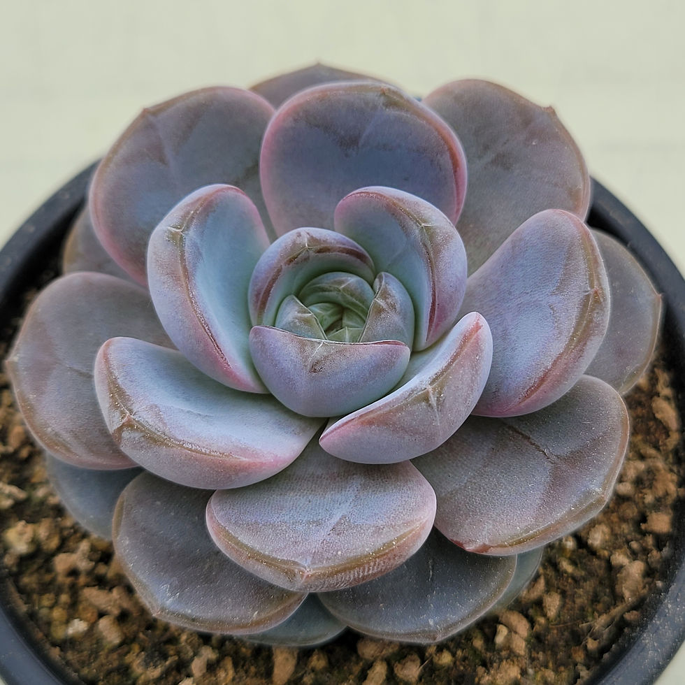 Thumbnail: Echeveria Purple Dance 