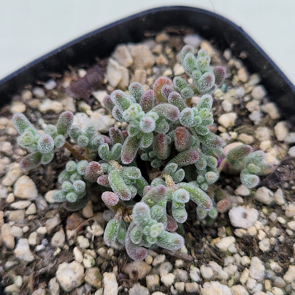Thumbnail: Drosanthemum Globosum 'Ice Crystal'