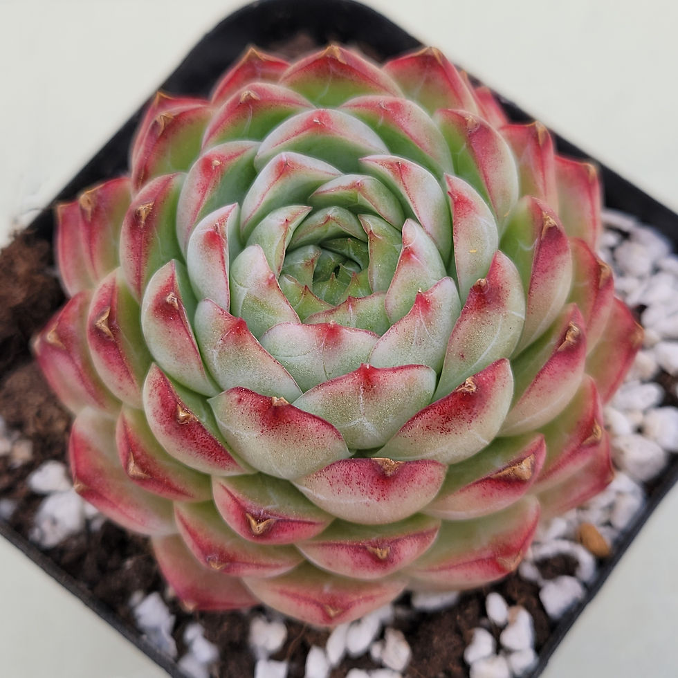 Thumbnail: Echeveria Marionette 