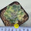 Thumbnail: Echeveria Halbingeri variegated 