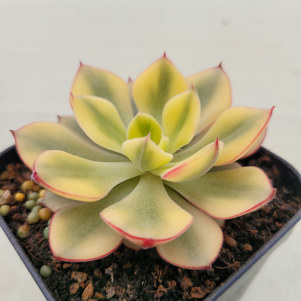 Thumbnail: Echeveria Joan Daniel variegated 