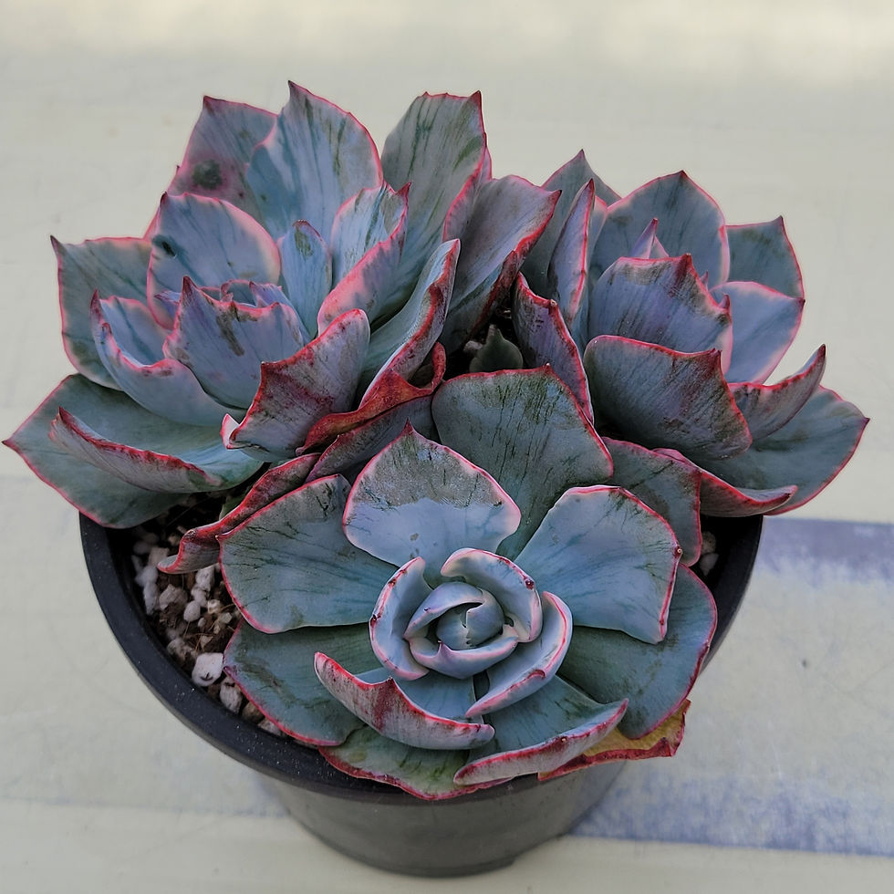 Thumbnail: Echeveria Amista variegated cluster 