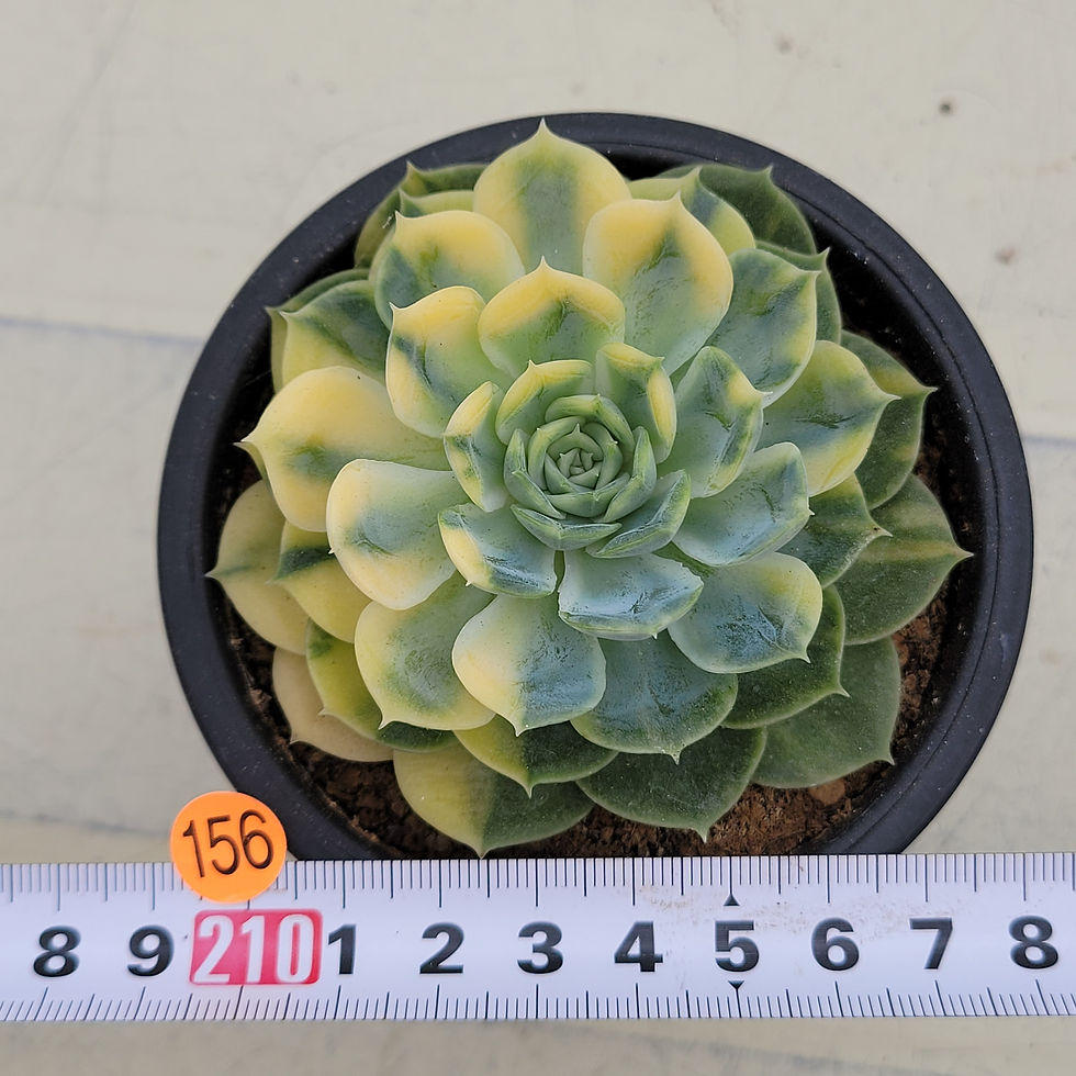 Thumbnail: Echeveria Onslow variegated Yellow variegated 