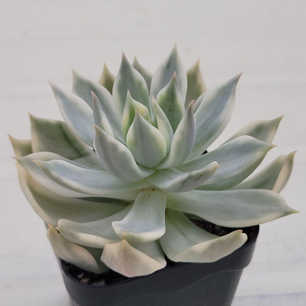Thumbnail: Echeveria Soul variegated 