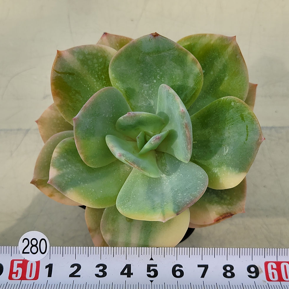 Thumbnail: Echeveria cv Hakuhou variegated 