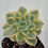 Thumbnail: Echeveria Deren Oliver variegated 