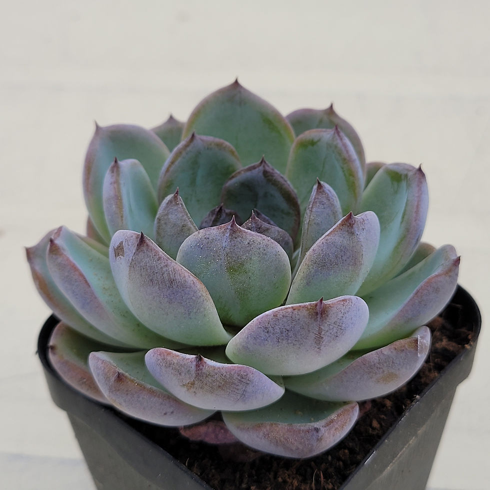 Thumbnail: Echeveria Dark Opal 