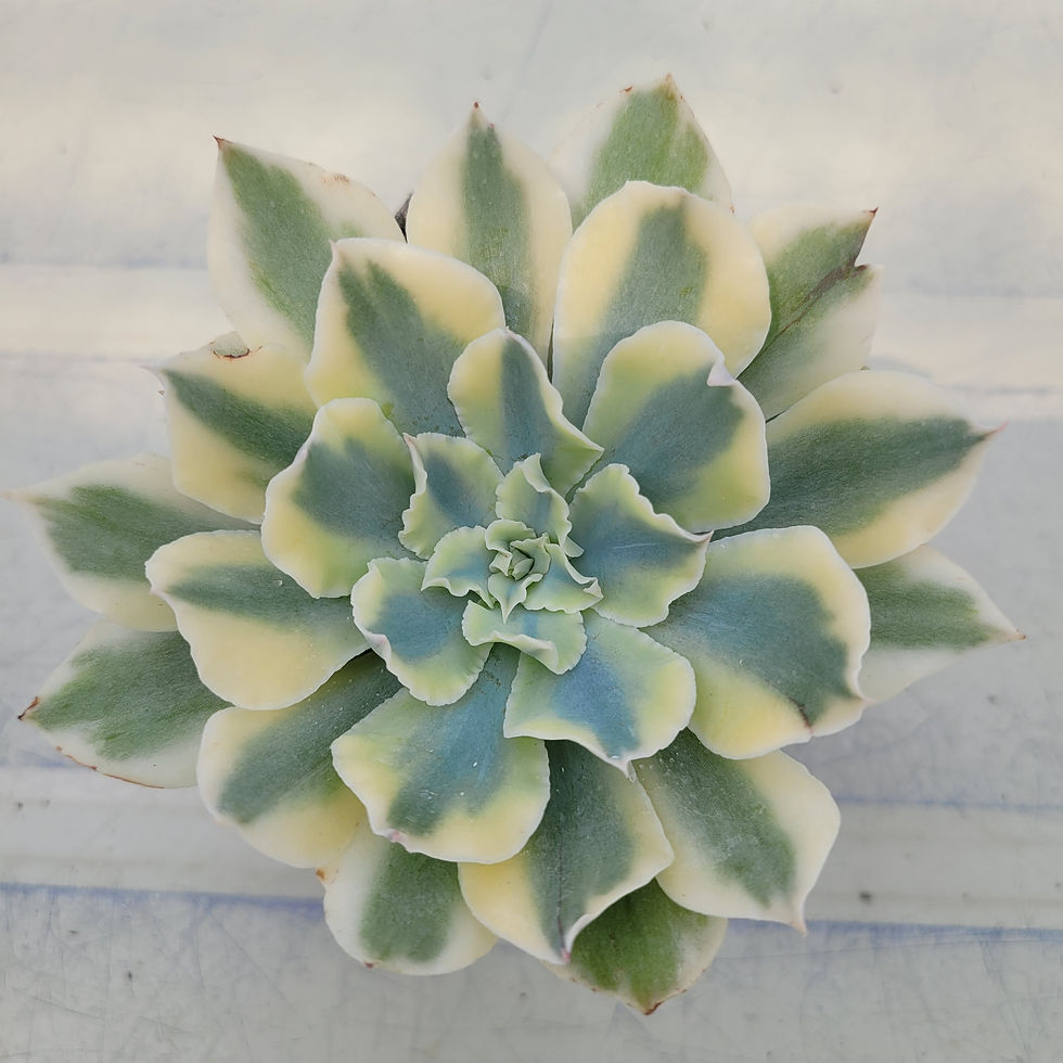 Thumbnail: Echeveria Firenze Yellow variegated 