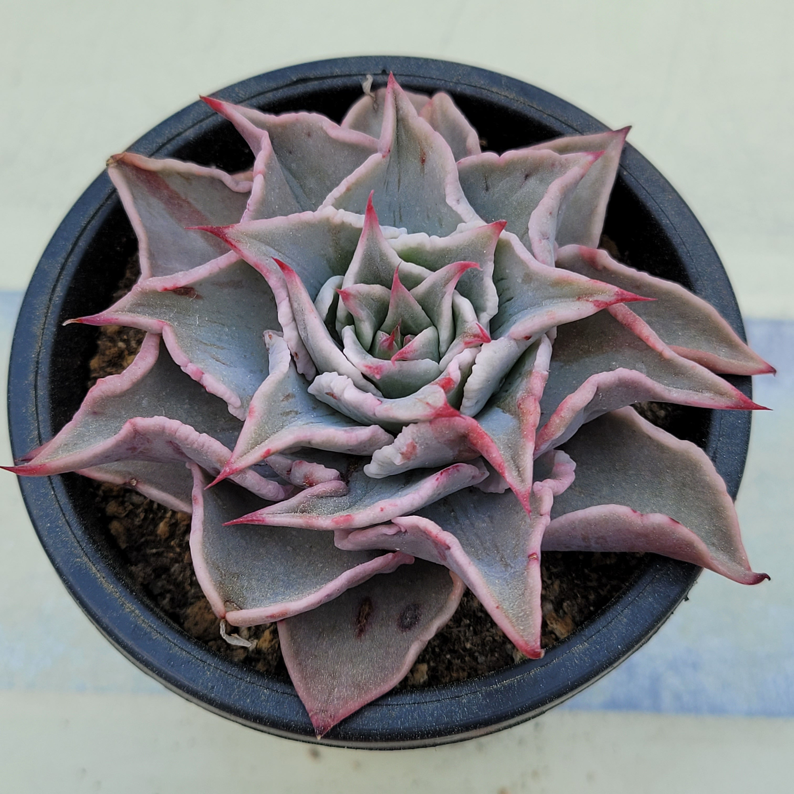 Echeveria Madiba Blood Vein 