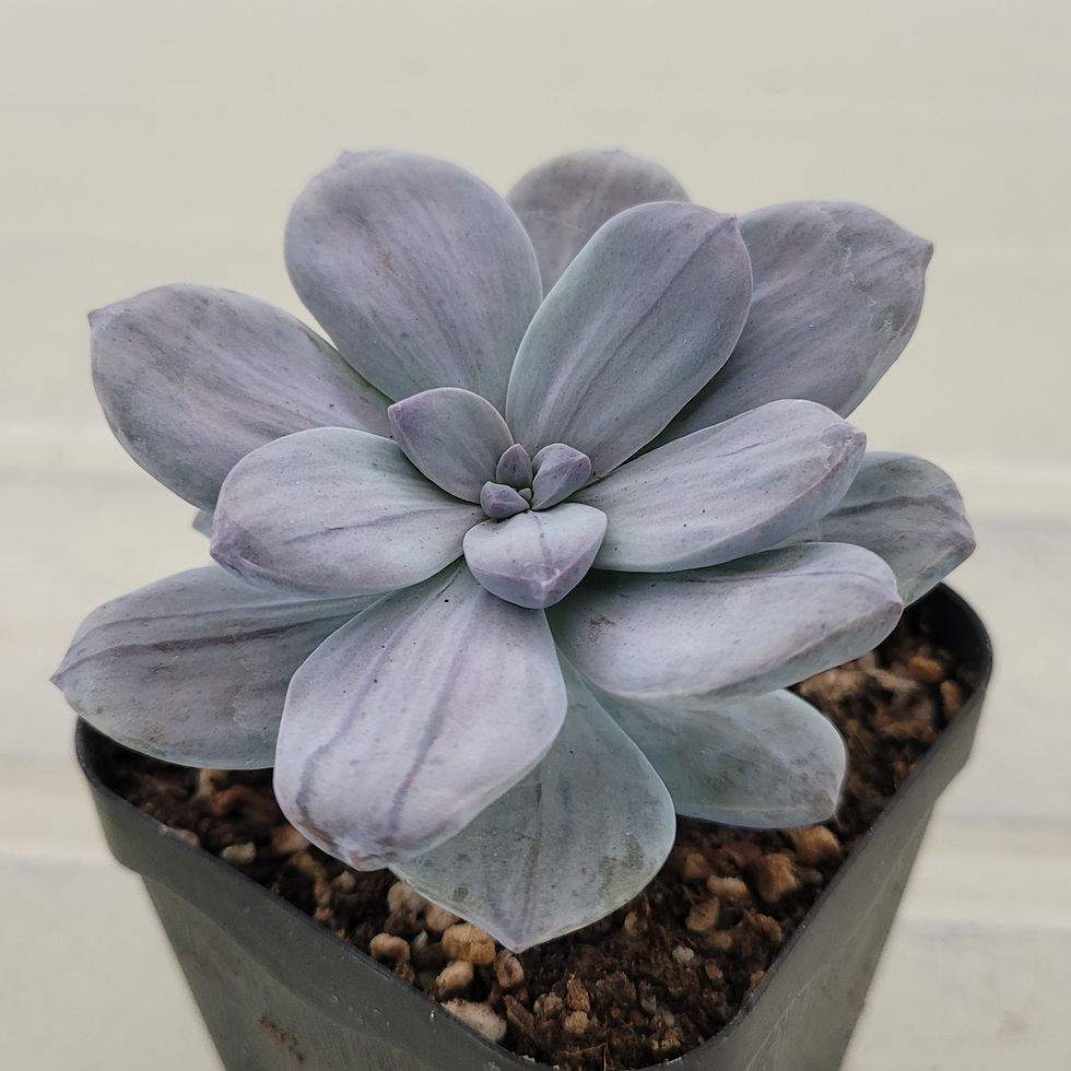 Thumbnail: Graptopetalum Pentandrum Silverbum variegated 