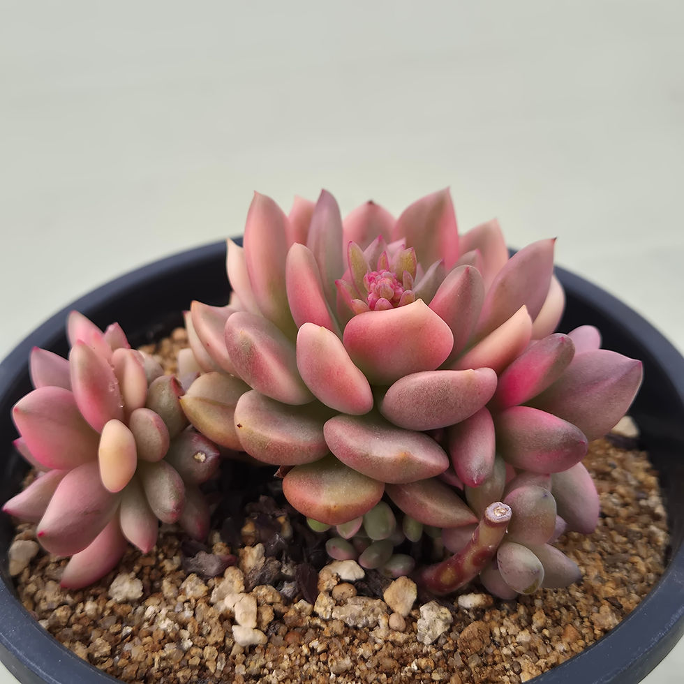 Thumbnail: Echeveria Red Wine variegated cluster 