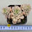 Thumbnail: Echeveria cv Victor variegated 