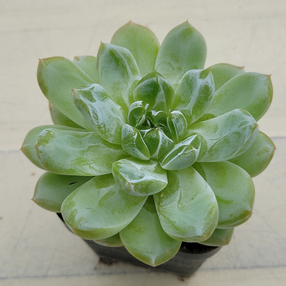 Thumbnail: Echeveria Blue Diamond Jelly 