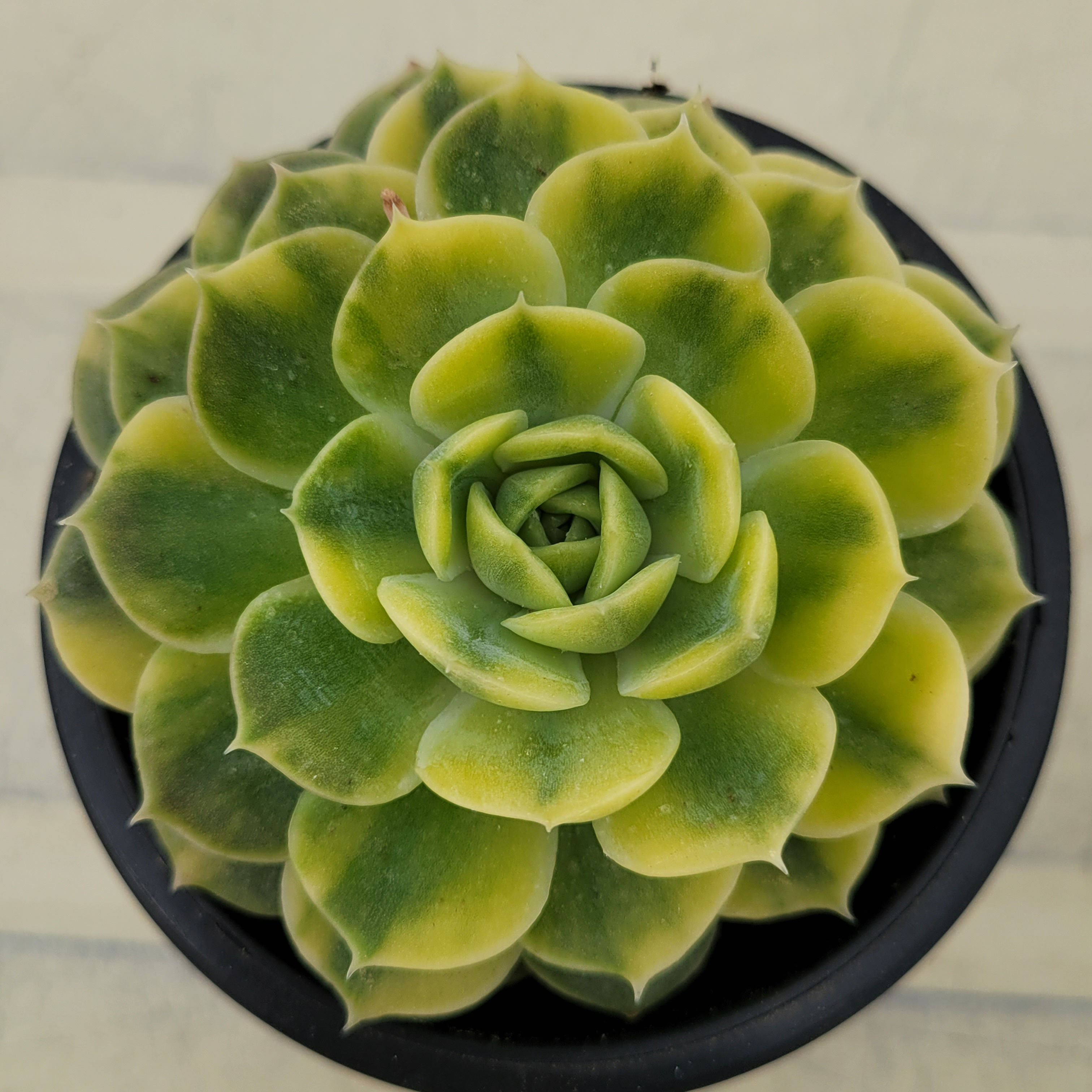 Echeveria Onslow Yellow variegated 