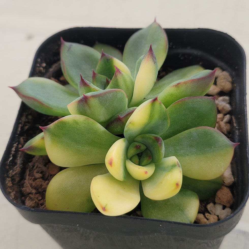 Thumbnail: Echeveria Fire Pillar variegated 