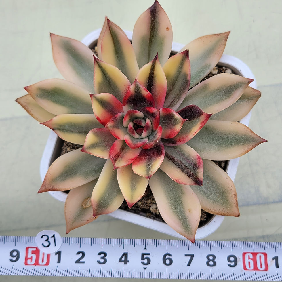 Thumbnail: Echeveria Downey variegated 