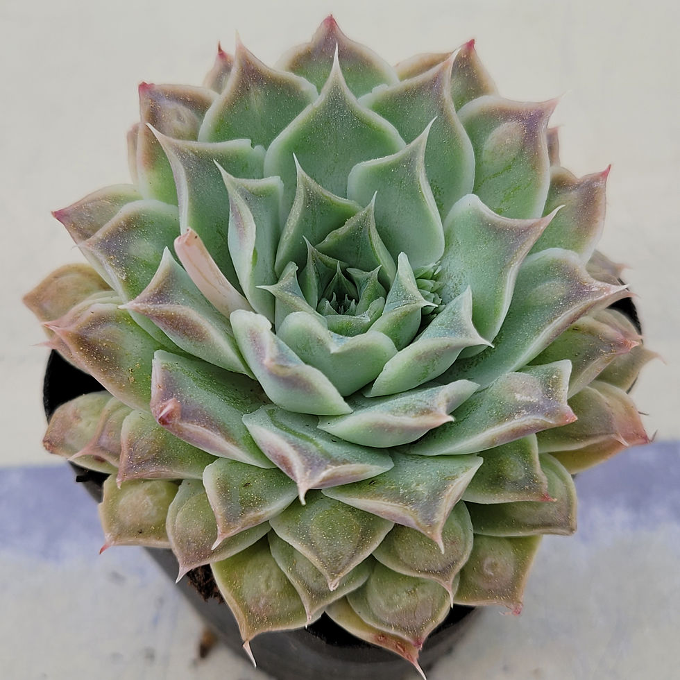 Thumbnail: Echeveria Heart Choice 