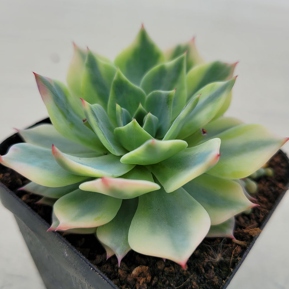 Thumbnail: Echeveria Still variegated 