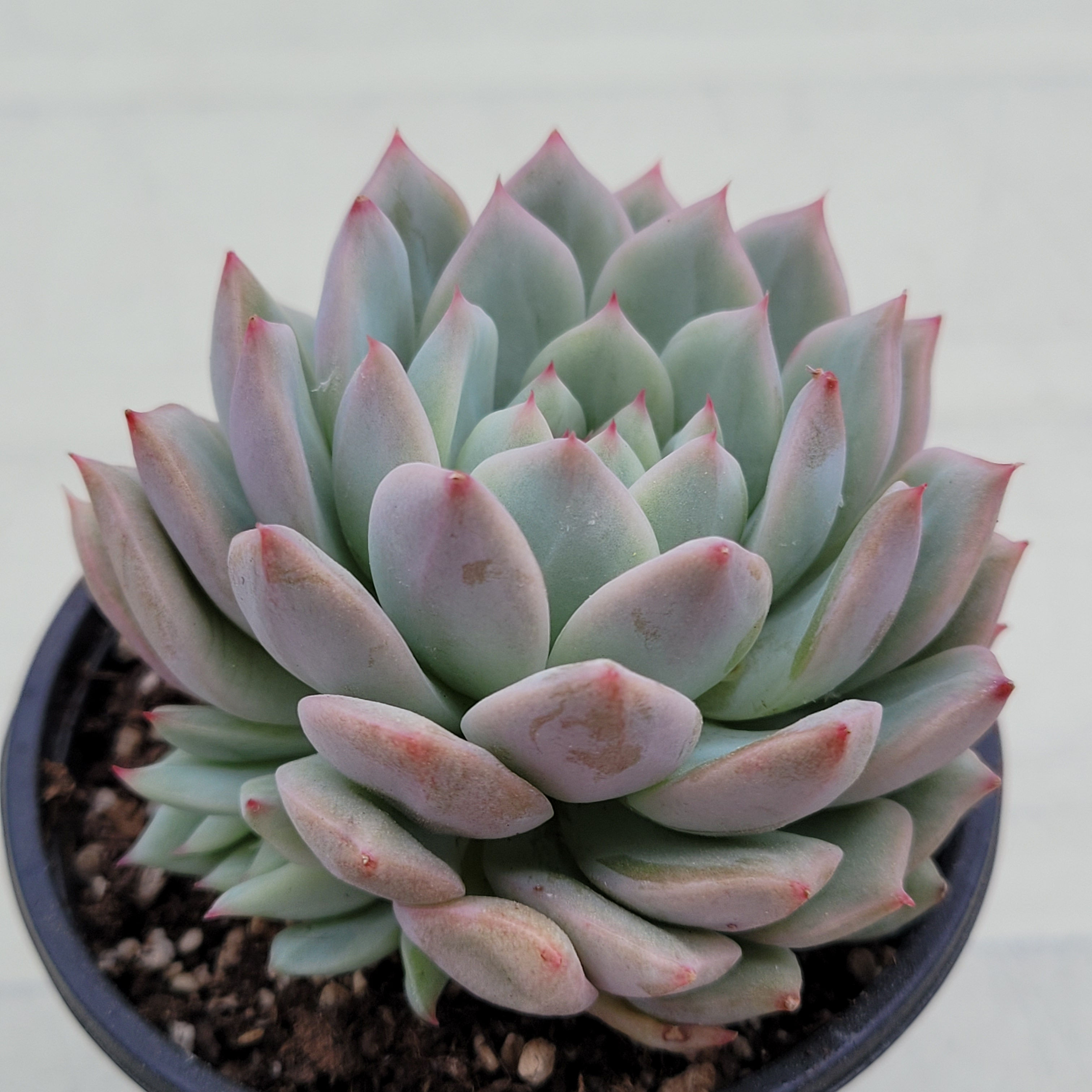 Echeveria Tippy variegated 