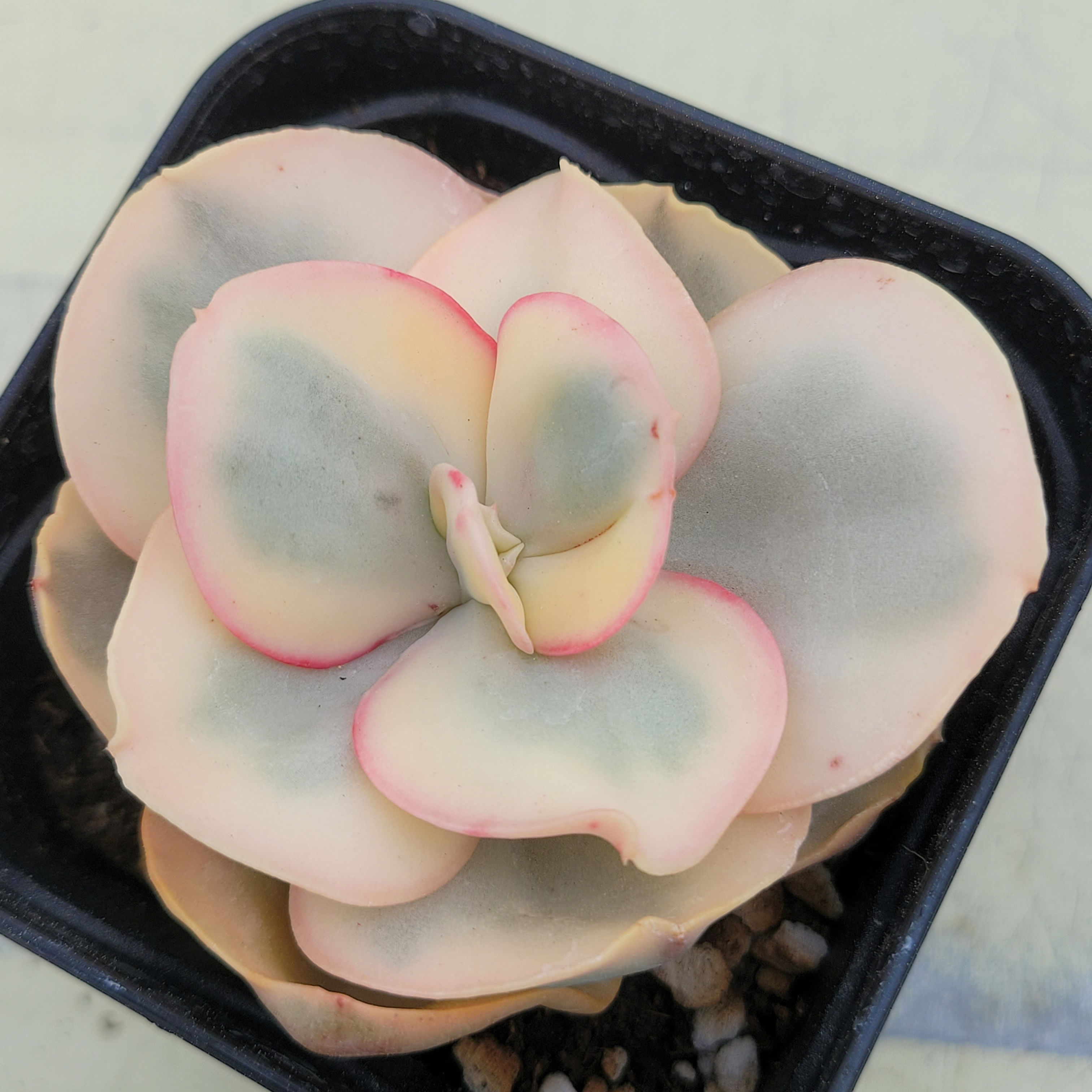 Echeveria Debon variegated 