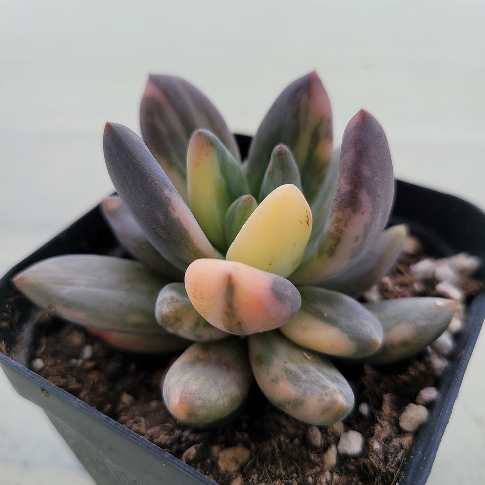 Thumbnail: Pachyveria oviferum cv.shireiden variegated 