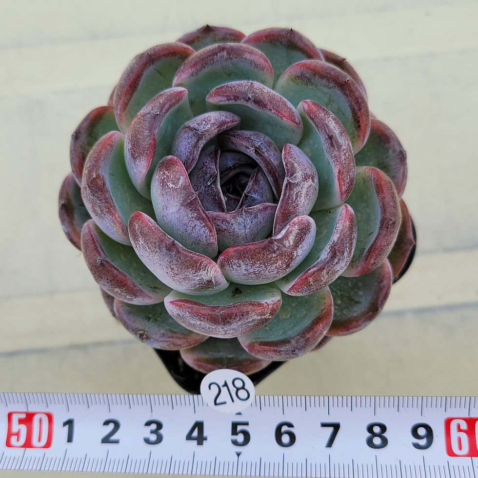 Thumbnail: Echeveria Dark Opal p