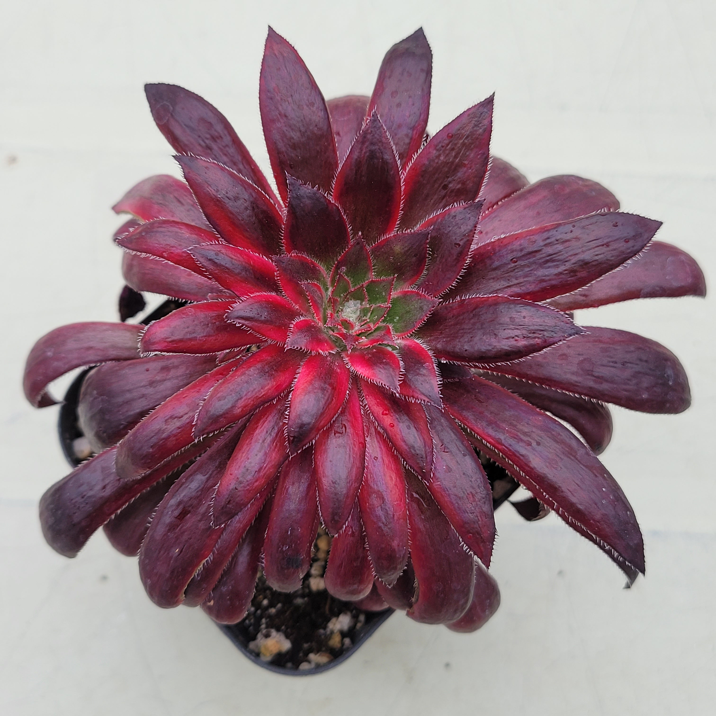 Aeonium Firebird variegated 