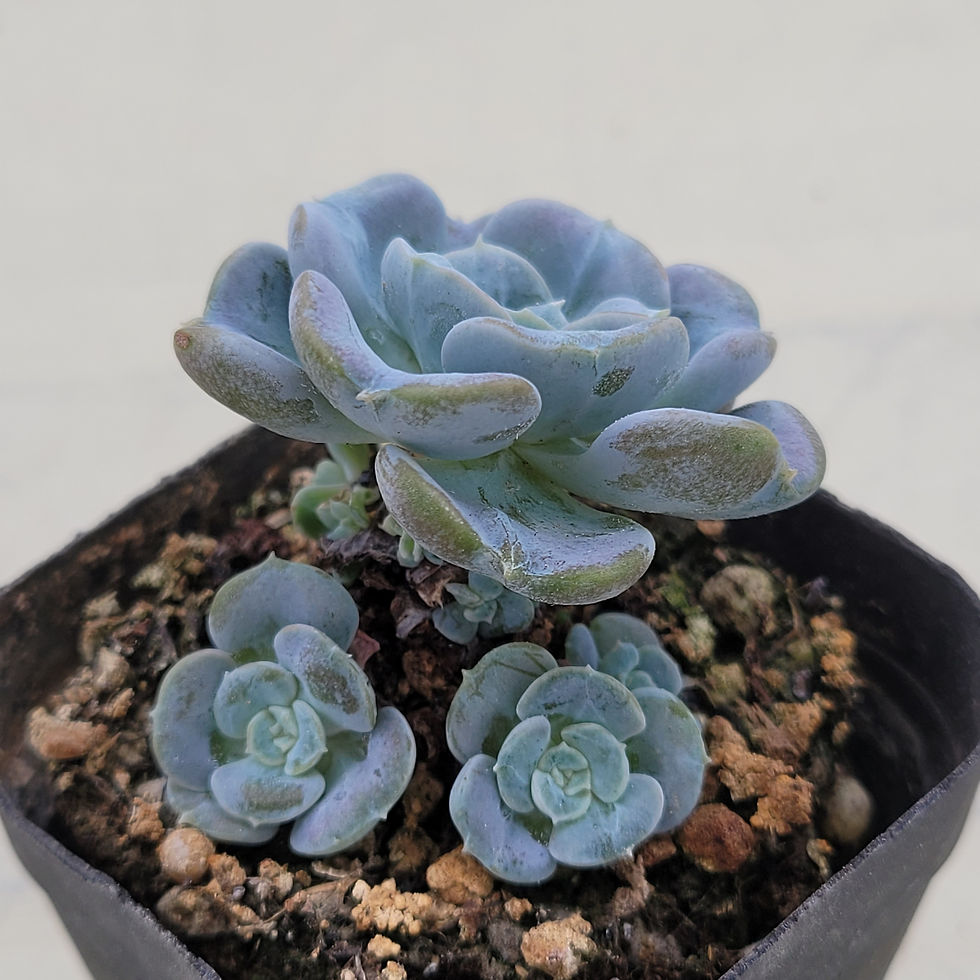 Thumbnail: Echeveria Heart Angel 