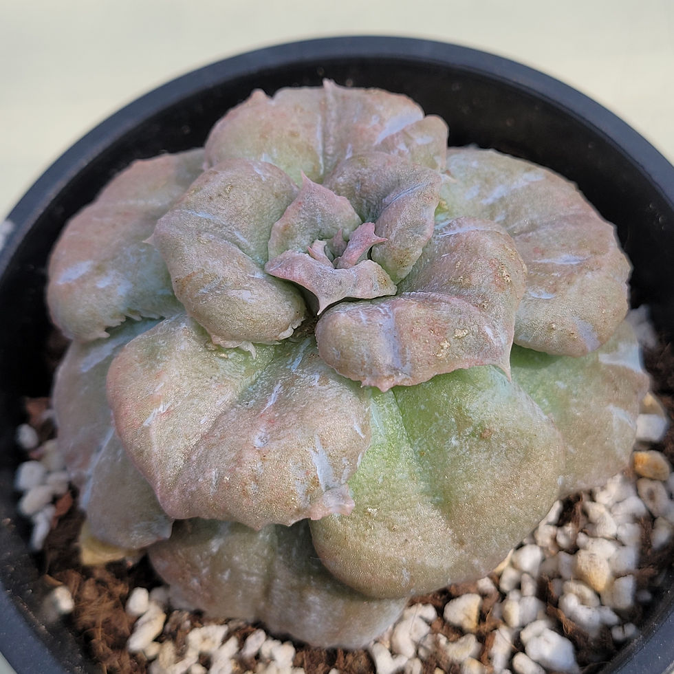 Thumbnail: Echeveria Red Marvel variegated 