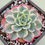 Thumbnail: Echeveria Nanafukumini variegated 