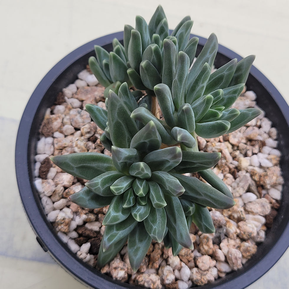 Thumbnail: Pachyphytum Icarus 
