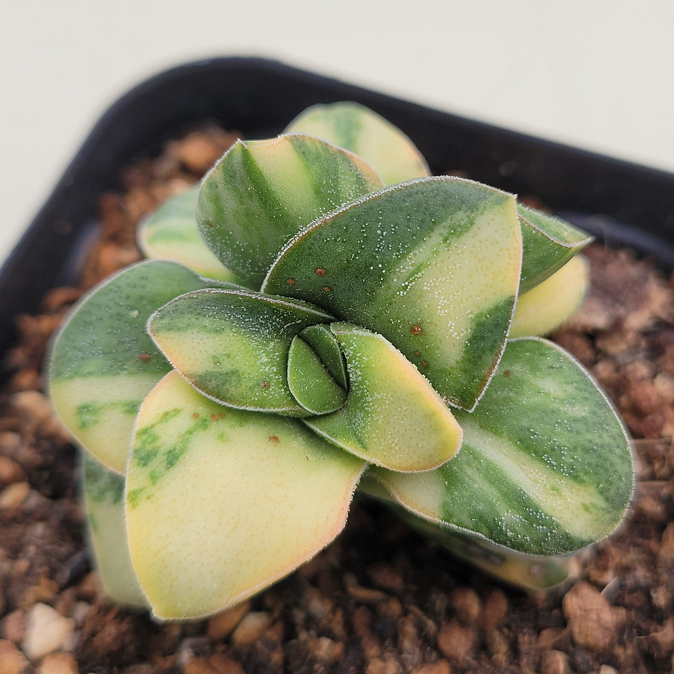 Thumbnail: Crassula cv Falcata x Lotie variegated 