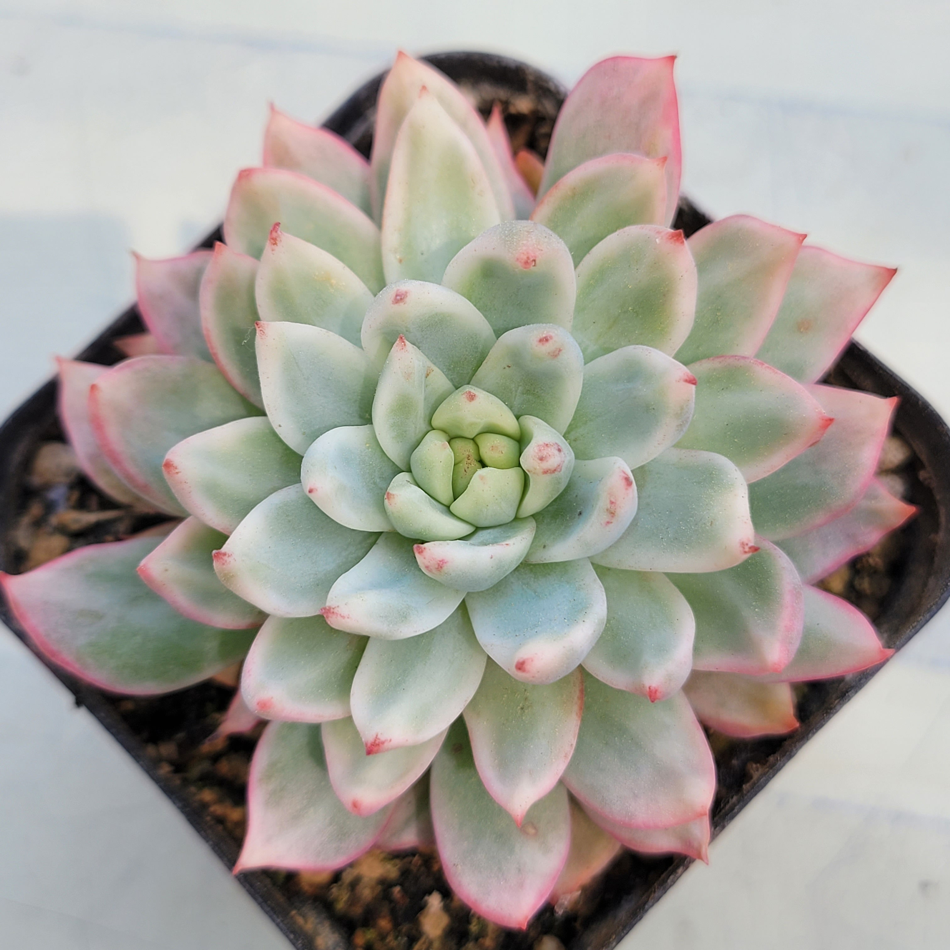 Echeveria Secret variegated 