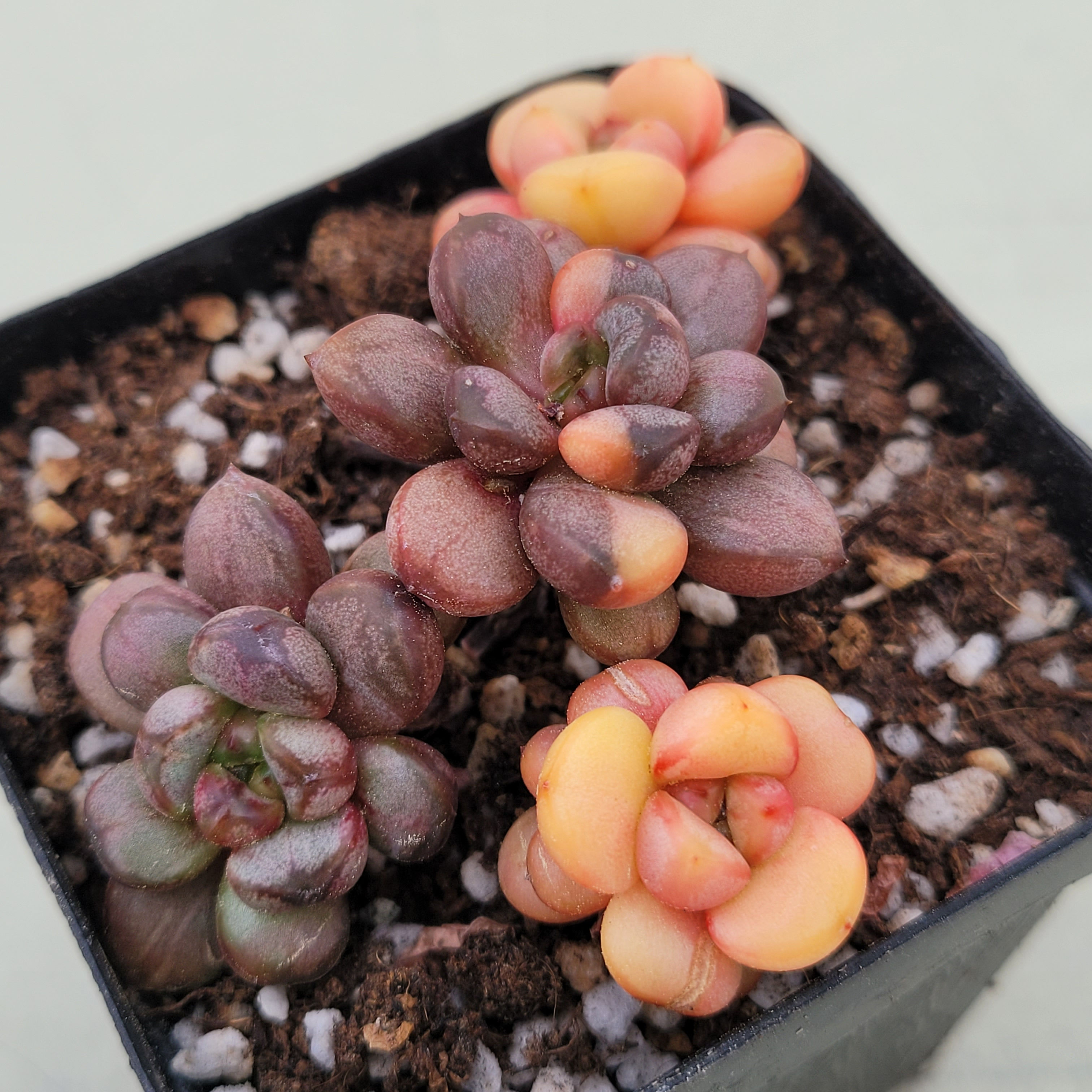 Graptoveria Ametum variegated 