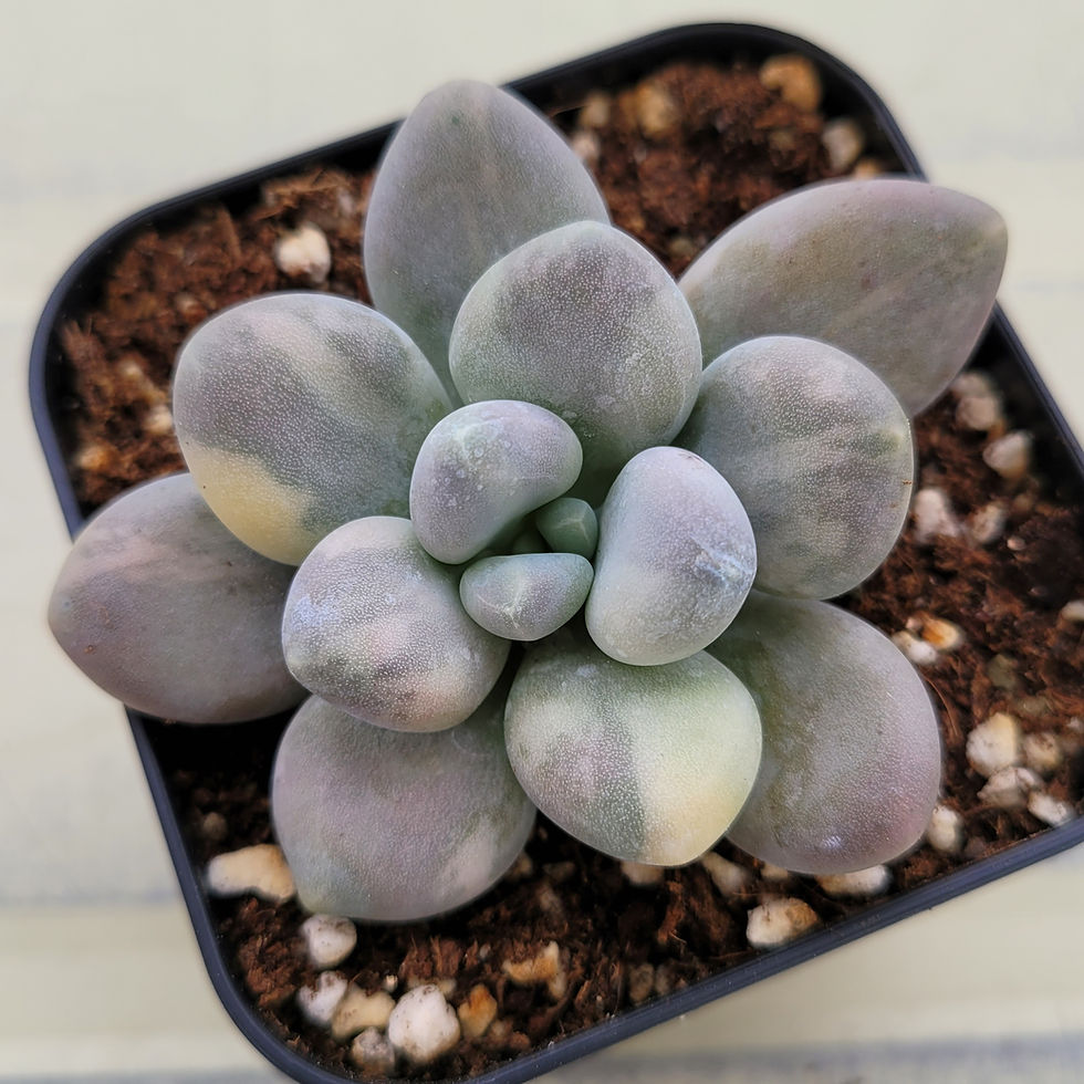 Thumbnail: Pachyphytum oviferum Seong Miin variegated 