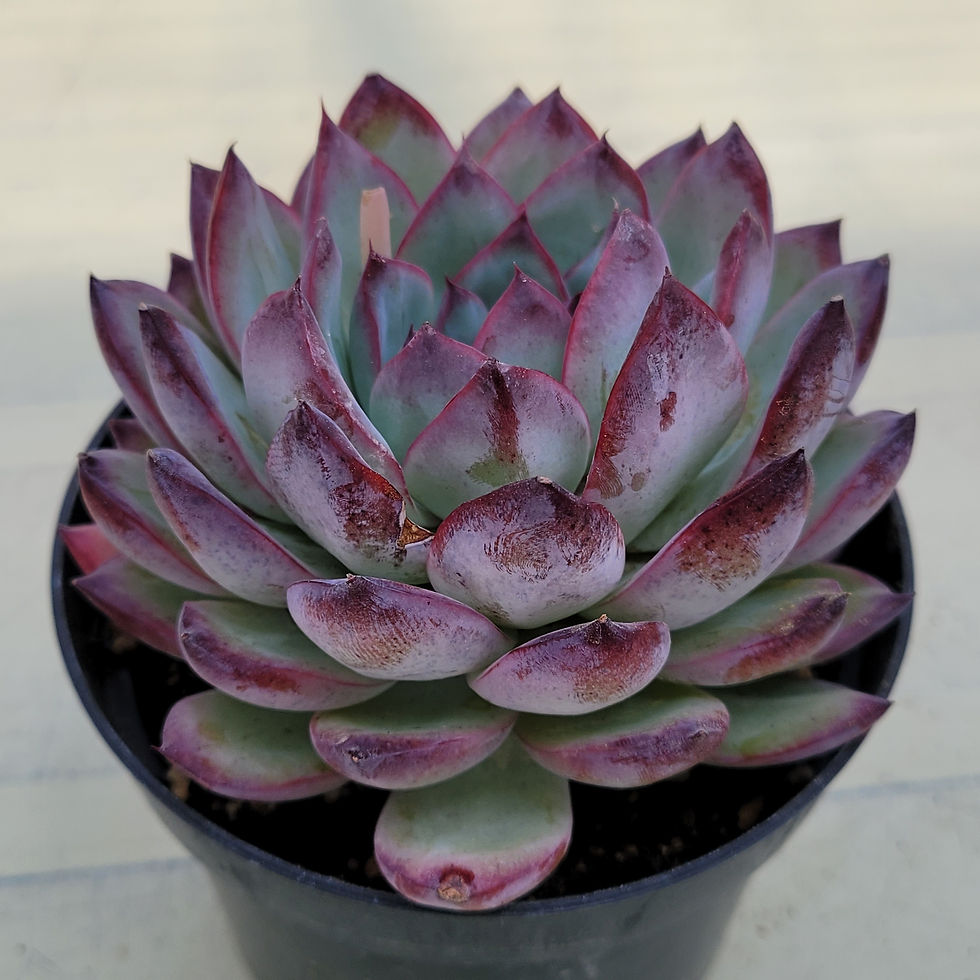 Thumbnail: Echeveria Povega 