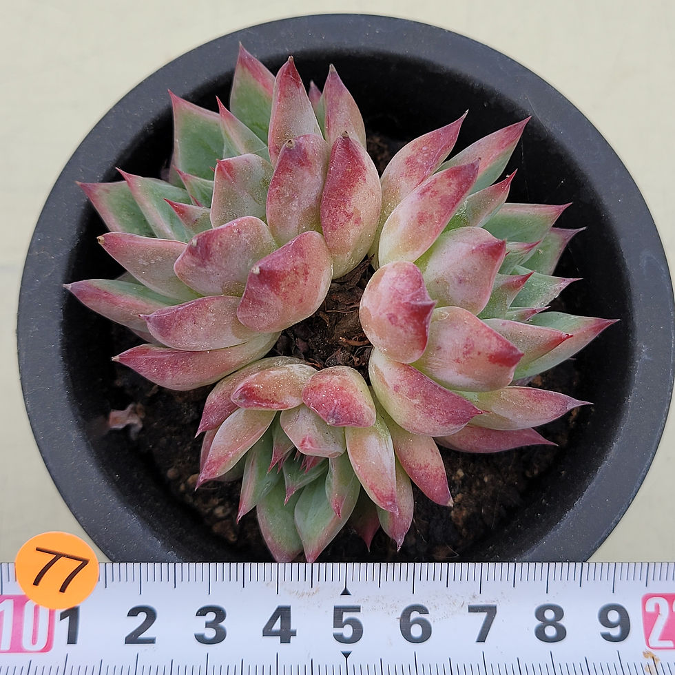 Thumbnail: Echeveria Fireworks 