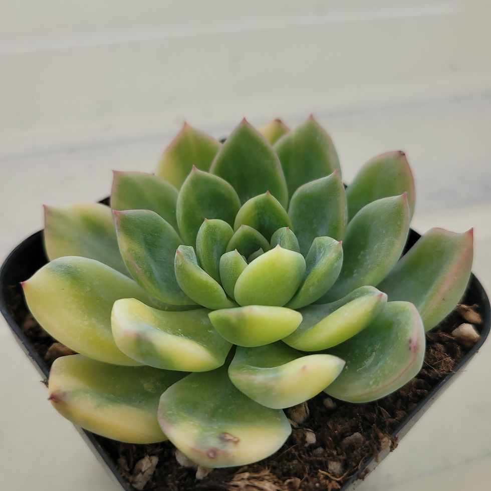 Thumbnail: Echeveria Suryon variegated 