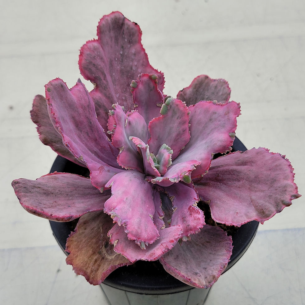 Thumbnail: Echeveria Red Chantilly 'Dragon Fin' variegated 
