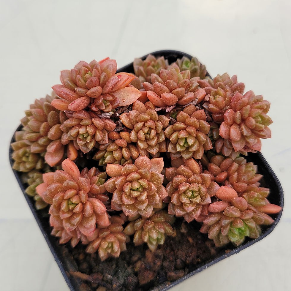 Thumbnail: Cremnosedum Little Gem (Crassulaceae) variegated 