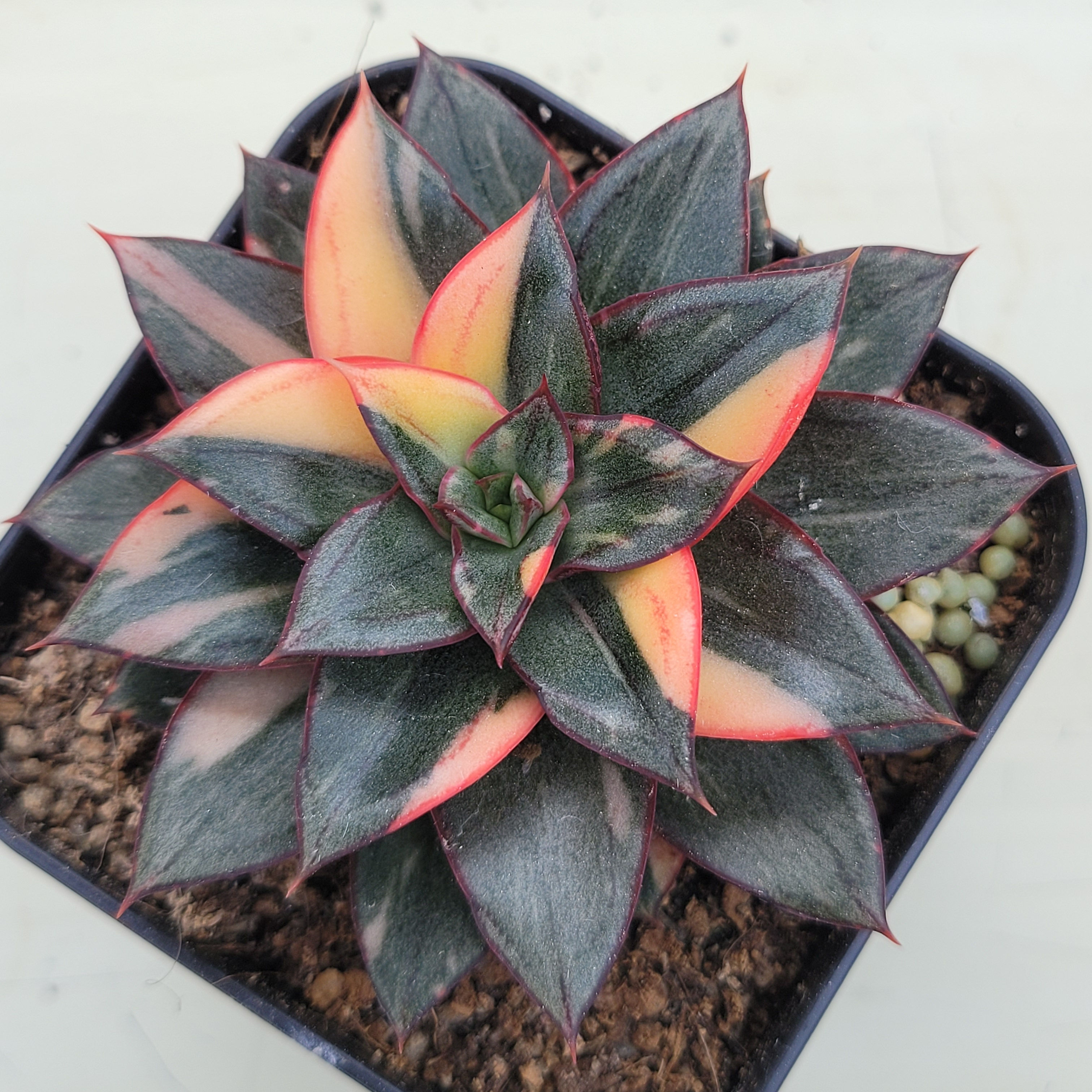 Echeveria Monocerotis variegated 