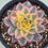 Thumbnail: Echeveria Lumi Star variegated 