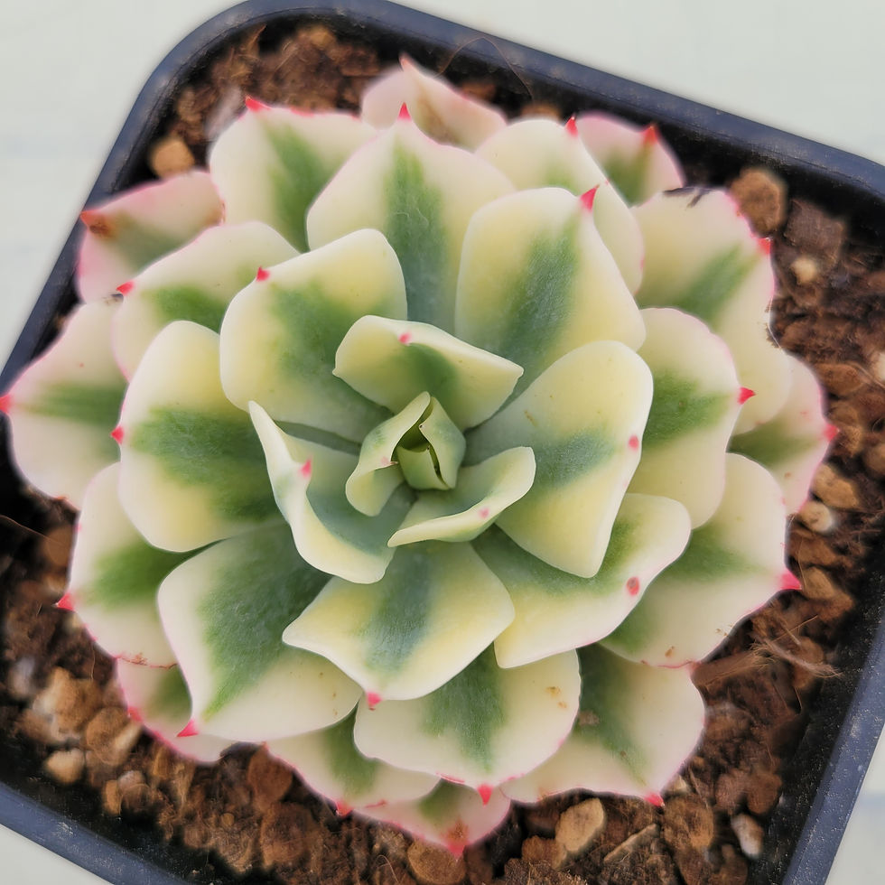Thumbnail: Echeveria Snow Flying variegated 