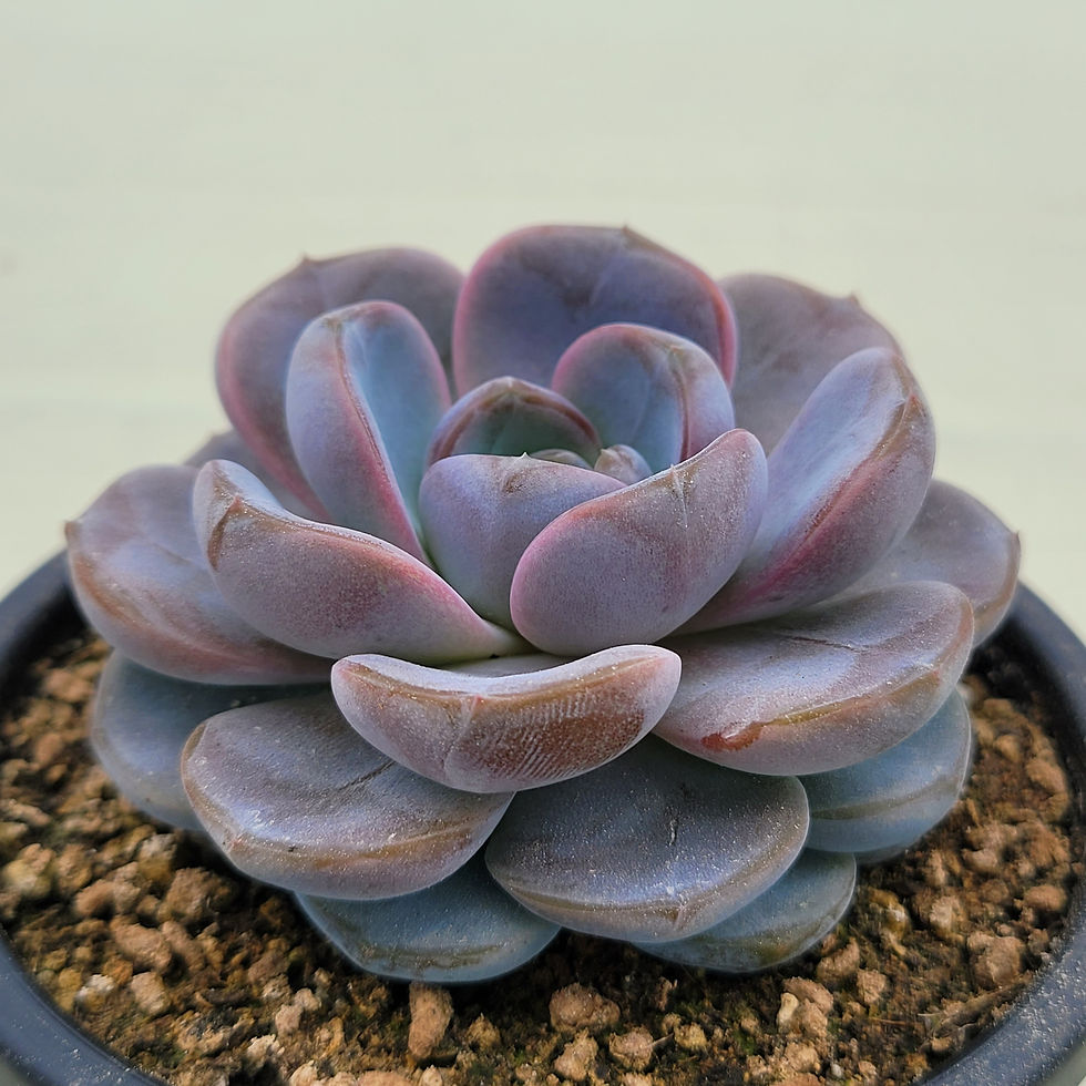 Thumbnail: Echeveria Purple Dance 
